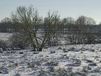 NL, Noord-Brabant, Boxtel, Banisveld 6, Saxifraga-Jan van der Straaten